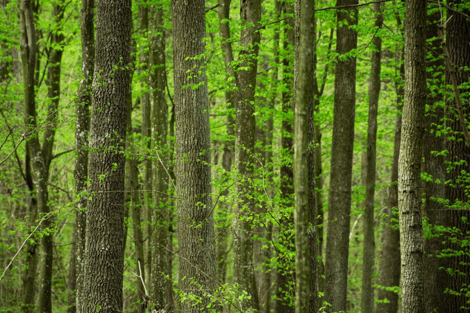 Défendre le projet de forêt primaire en Europe de l'ouest