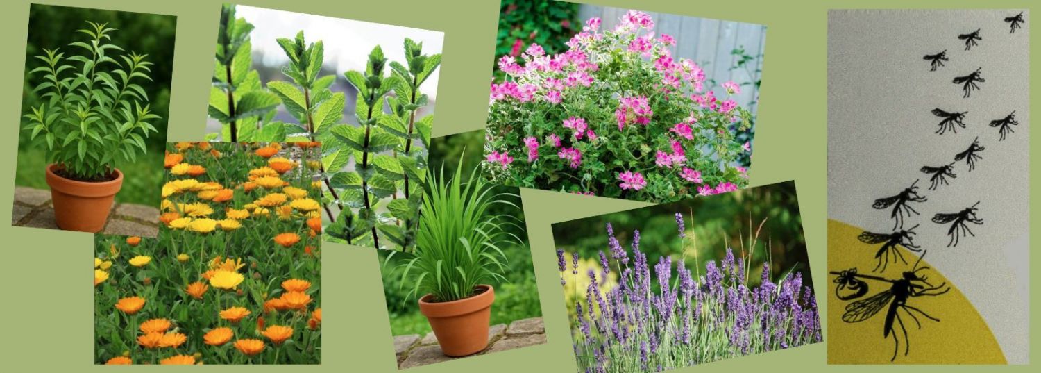 Plantes et huiles essentielles anti-moustiques : les solutions naturelles qui fonctionnent