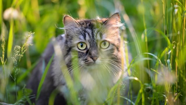 Aidez-nous à retrouver Martine !