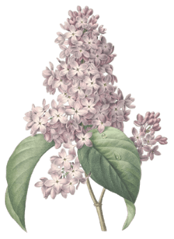 Lilas